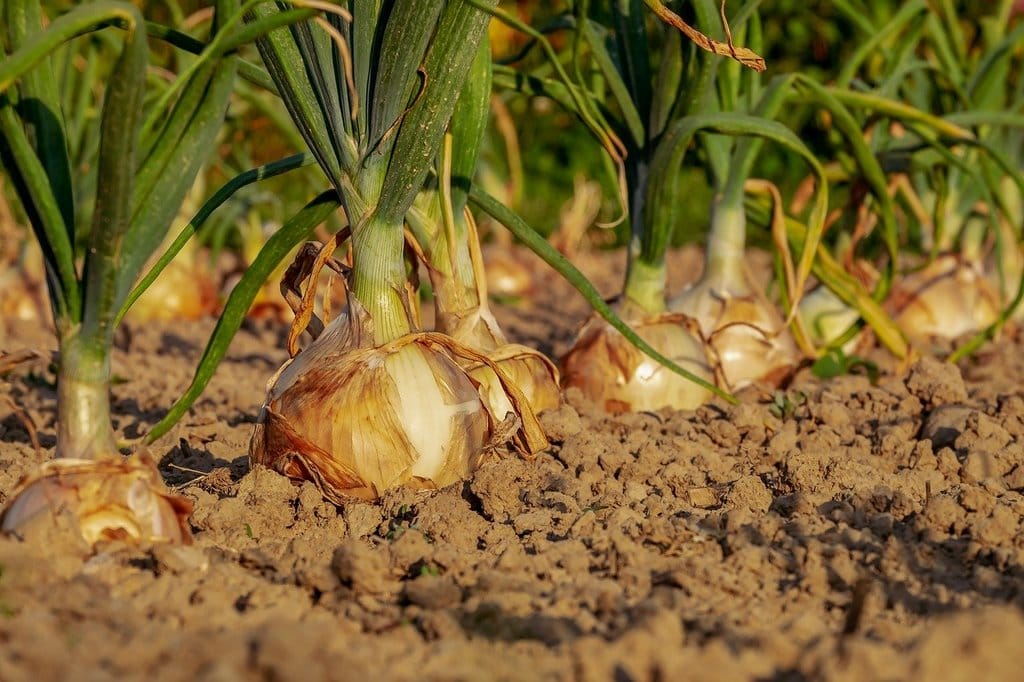 Comparaison entre agriculture biologique et conventionnelle